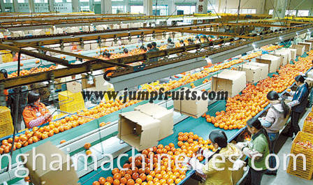 Industrial Citrus Peeler Machine Citrus Processing Line